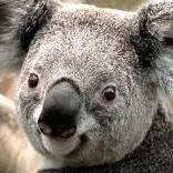 KoalaKb