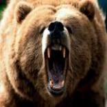 Grizzly Grizzly