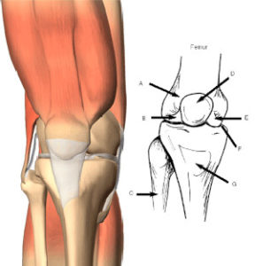 immagine struttura ginocchio per illustrare movimenti di isolamento